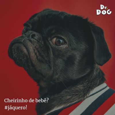 Shampoo Cachorro Gato Neutro Filhote DrDog 5Litros hipoalergênico profissional banho e tosa