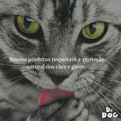 Shampoo  Banho Seco Cachorro Gato hipoalergenico Dr. Dog Limpa Patinhas Pratico
