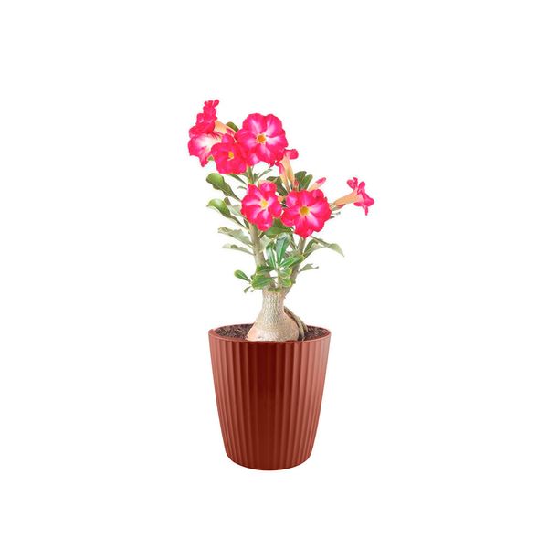 Vaso de Planta Marrom Cesto Terracota Horta Groove 22cm