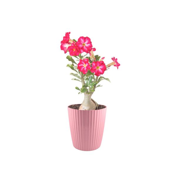 Vaso de Planta Rosa Cesto Horta Groove 22cm