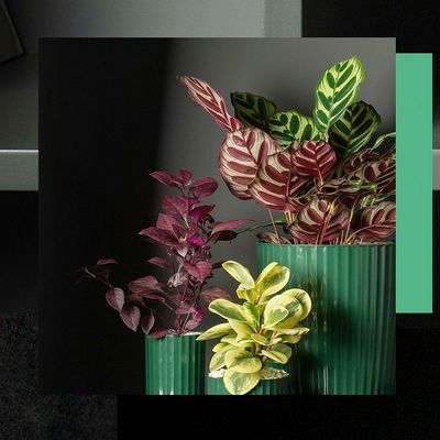 Vaso de Planta Rosa Cesto Horta Groove 22cm
