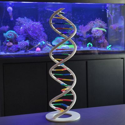 Anatomia Dupla Hélice Dna Humano Modelo Anatômico Biologia 3D
