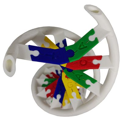 Anatomia Dupla Hélice Dna Humano Modelo Anatômico Biologia 3D