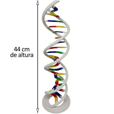 Anatomia Dupla Hélice Dna Humano Modelo Anatômico Biologia 3D