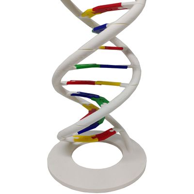 Anatomia Dupla Hélice Dna Humano Modelo Anatômico Biologia 3D