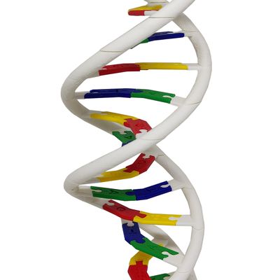 Anatomia Dupla Hélice Dna Humano Modelo Anatômico Biologia 3D