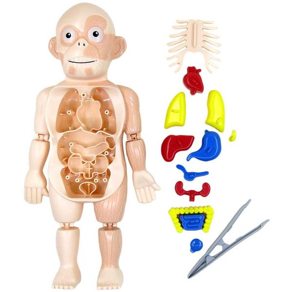 Brinquedo Kit Médico Corpo Humano Toyng