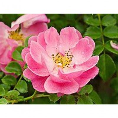 Hidratante Iluminador Facial Rosas - Natulife - 30gr