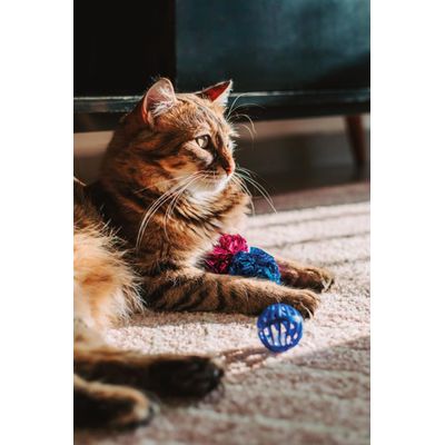 Peixinho e Bolinha para Gato