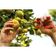 Tesoura Para Frutas Tramontina Com Cabo Plástico