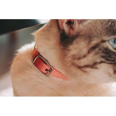 Coleira Gato Rosa