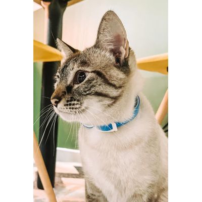 Coleira Antipulga Gato Azul