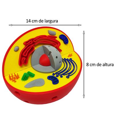 Célula Animal Eucarionte 14 cm Impressão 3d Maquete Biologia Citologia