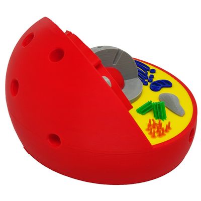 Célula Animal Eucarionte 14 cm Impressão 3d Maquete Biologia Citologia