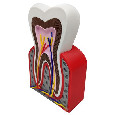 Dente Anatômico 3D Dental Modelo Dentário Anatomia Raiz