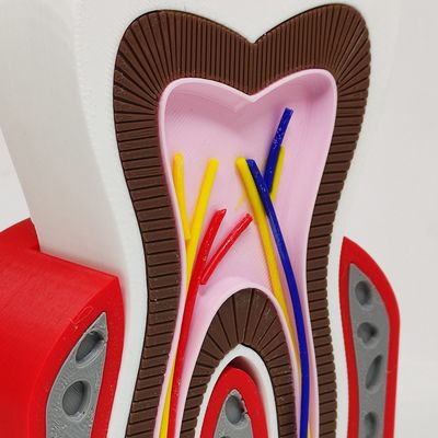 Dente Anatômico 3D Dental Modelo Dentário Anatomia Raiz