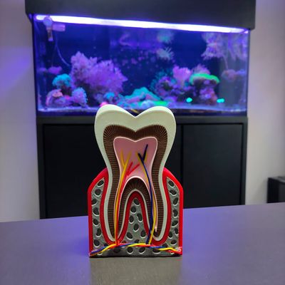 Dente Anatômico 3D Dental Modelo Dentário Anatomia Raiz
