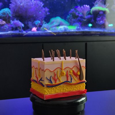 Corte Da Pele 3D Humana Ampliada Anatômico Modelo Anatomia Nervos Vasos Glândulas