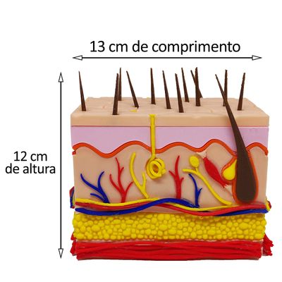 Corte Da Pele 3D Humana Ampliada Anatômico Modelo Anatomia Nervos Vasos Glândulas