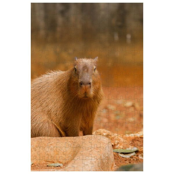 17322860791101 17322860791101