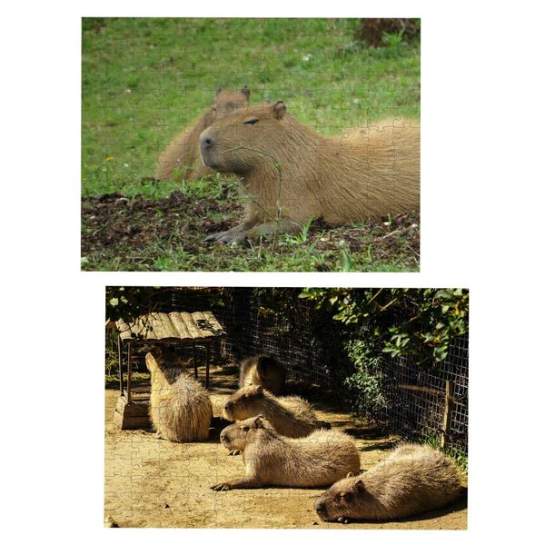 17322860799969 17322860799969