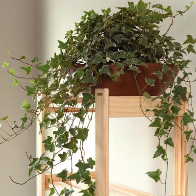 Estante 4 Prateleiras Modulare Tramontina Pinus