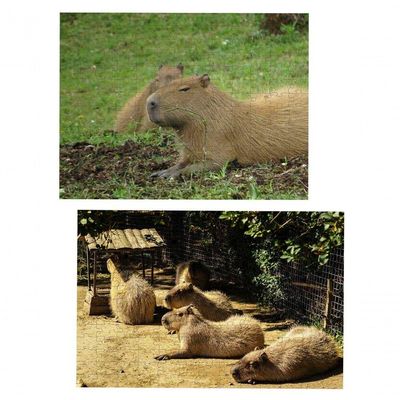 Kit 2 Quebra-cabeças Animais Capivaras De 60 Peças