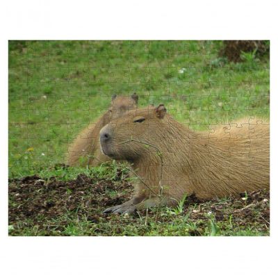Kit 2 Quebra-cabeças Animais Capivaras De 60 Peças