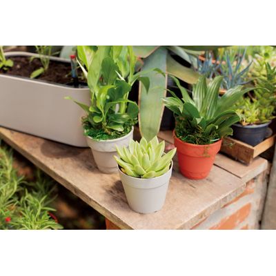 Vaso Chacepot 10cm Branco Antigo