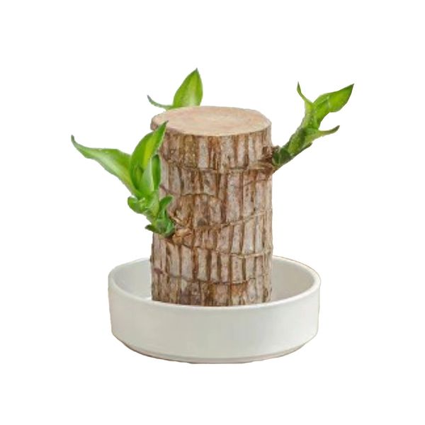 Bandeja Decorativa Cazza Organic em Cerâmica 20cm