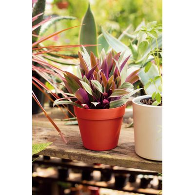 Vaso Cachepot 15cm Argila