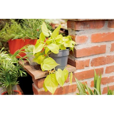 Vaso 2 em 1 17cm Cinza