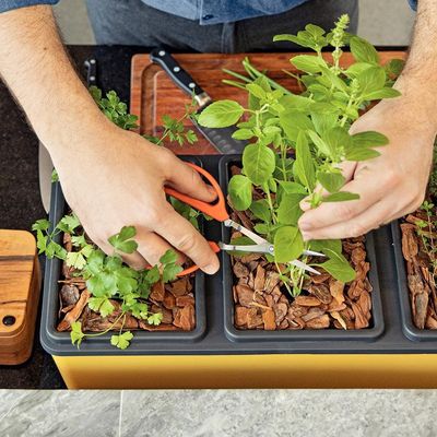 Tesoura para Frutas Tramontina com Lâminas em Aço Inox 18,6cm Laranja