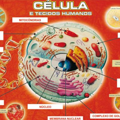 Quebra-Cabeça - Célula e Tecidos Humanos - 108 peças - NIG
