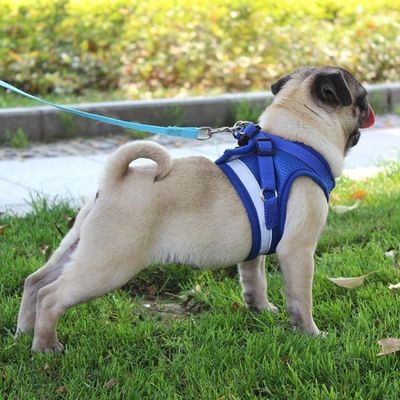 Conjunto de Coleira e Guia Refletiva para Cães e Gatos XG / azul