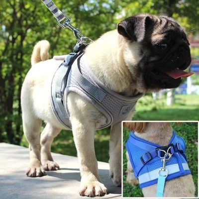 Conjunto de Coleira e Guia Refletiva para Cães e Gatos XG / azul