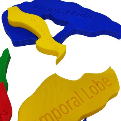 Quebra-cabeça Anatomia Cerebral Lóbulos 3D Partes Colorido