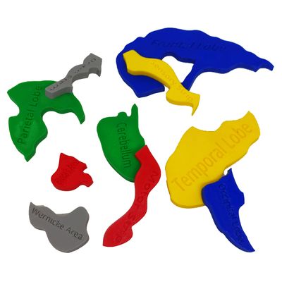 Quebra-cabeça Anatomia Cerebral Lóbulos 3D Partes Colorido