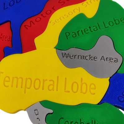 Quebra-cabeça Anatomia Cerebral Lóbulos 3D Partes Colorido