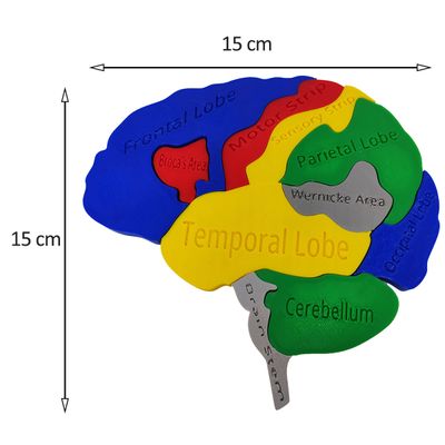 Quebra-cabeça Anatomia Cerebral Lóbulos 3D Partes Colorido