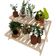 Jardim Vertical Duplo De Madeira Estante Organizadora