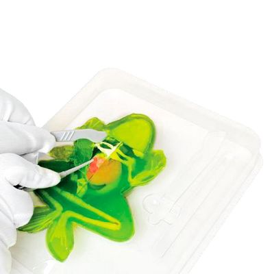 Kit de Dissecação com Refil Lab Dissect-It - Sapo