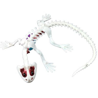 Kit de Dissecação com Refil Lab Dissect-It - Salamandra