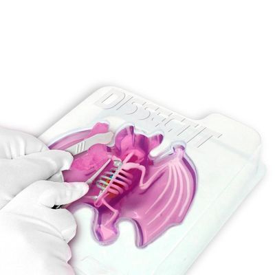 Kit de Dissecação com Refil Lab Dissect-It - Morcego