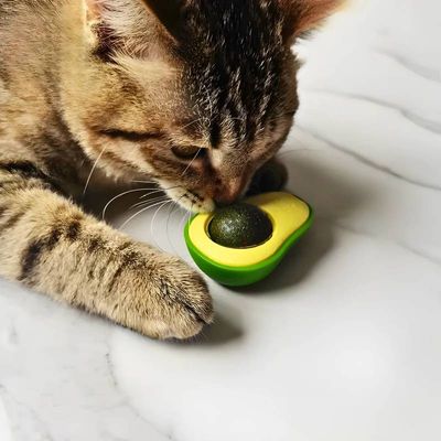 Catnip Abacate Brinquedo para Gatos 360° Atiça Curiosidade