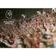 Speed Dome IP Intelbras VIP 5225 SD IR IA G2 Inteligência Artificial Infravermelho 150M Zoom 25x