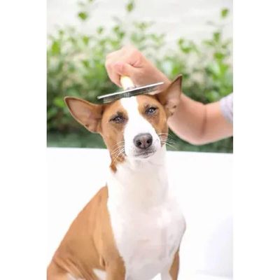 Rasqueadeira De Madeira Profissional Tamanho 4 Para Pets - 70188 - Chalesco