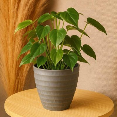 Kit 2 Vasos Cachepot para Flores Plantas 15x7cm Plástico Lyor Névoa Cinza Decoração