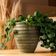 Kit 2 Vasos Cachepot para Plantas Verde Plástico Névoa Lyor 15x7cm Decorativo Jardim