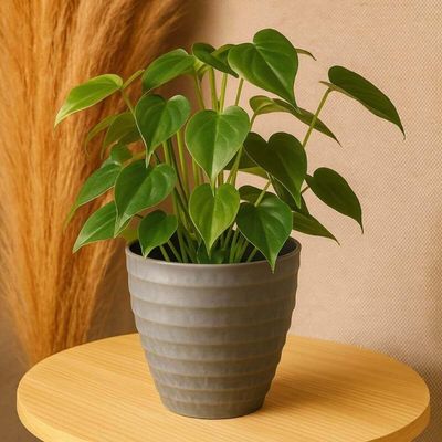 Kit 6 Vasos Cachepot para Flores Plantas 15x7cm Lyor Névoa Cinza Plástico Decoração Jardim Sala